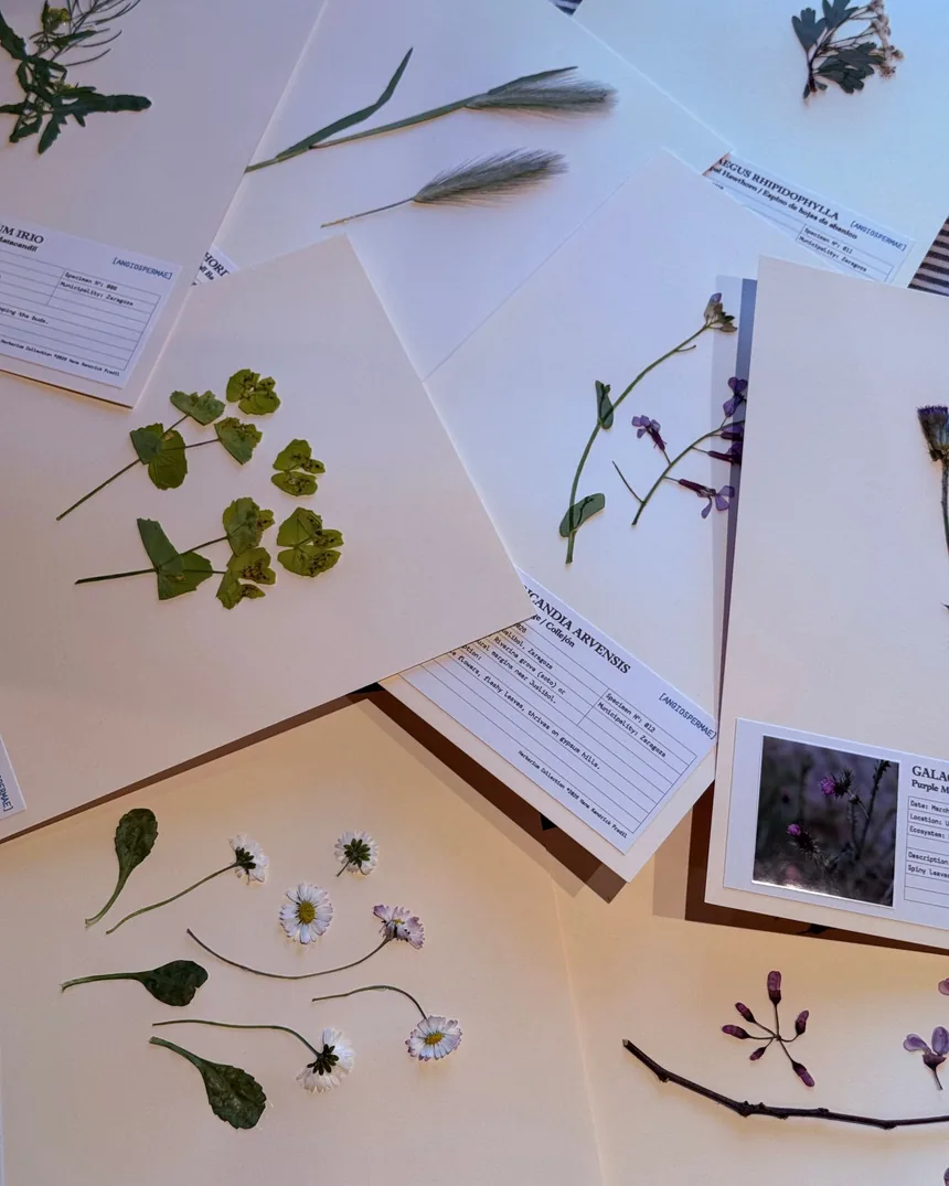 Pliegos de herbario extendidos con plantas prensadas y secas, cada uno con su etiqueta manuscrita e impresa en la esquina inferior derecha